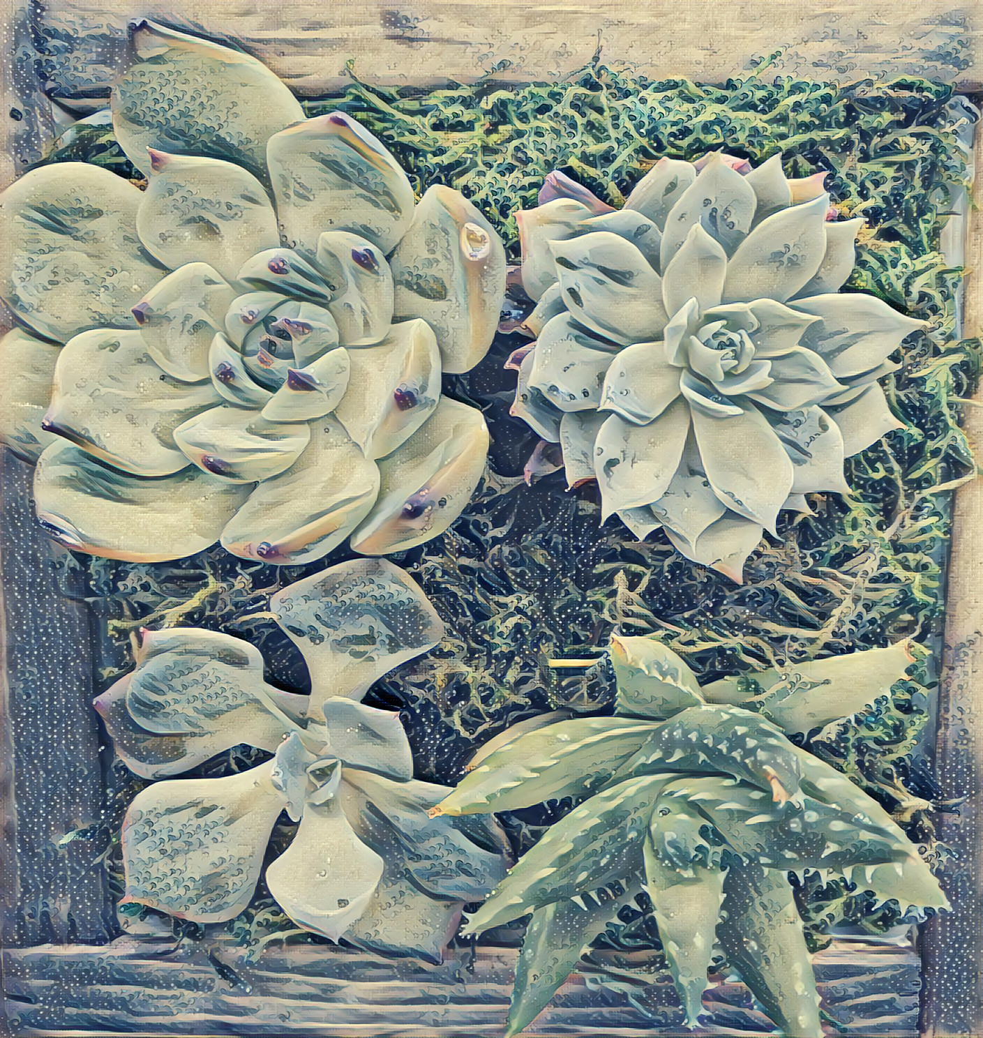 Succulents (OC)