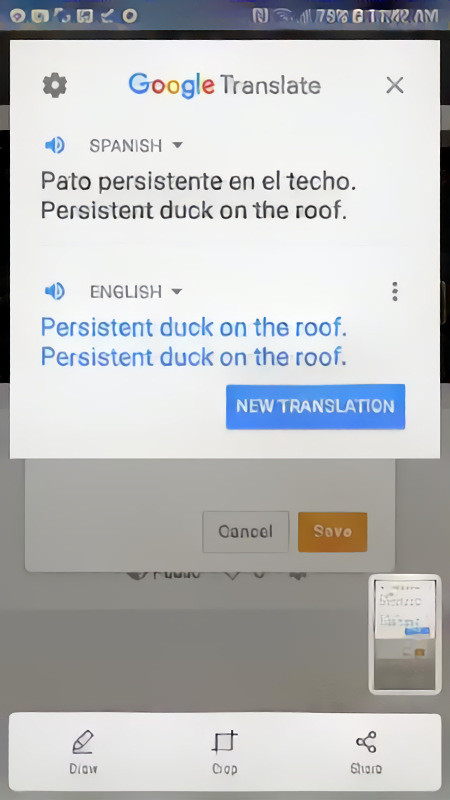 Persistent duck on the roof.