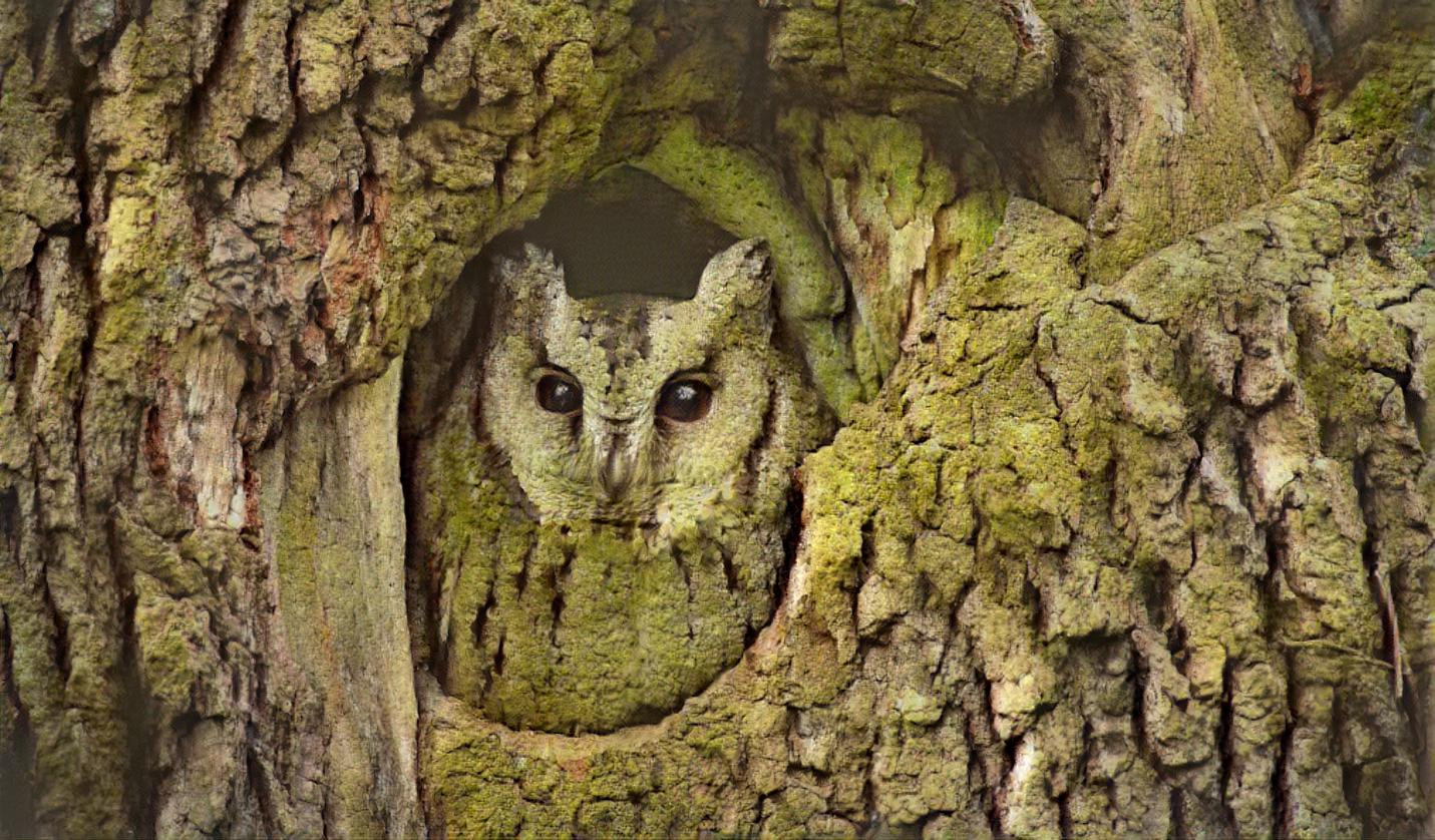 Owl of the Tree