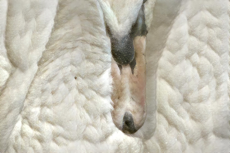 Woolen Swan