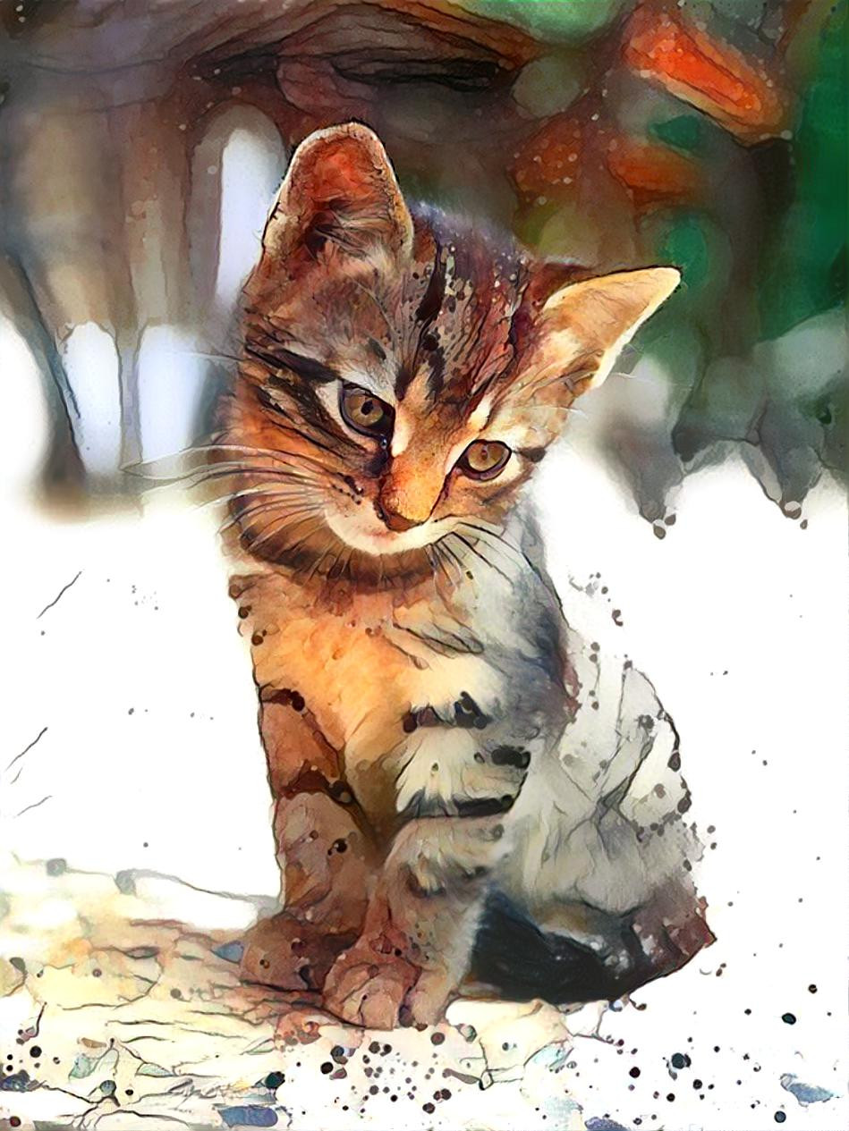 Precious Tabby Kitten