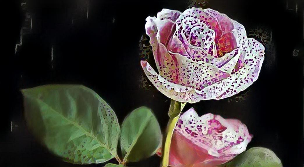Speckled rose