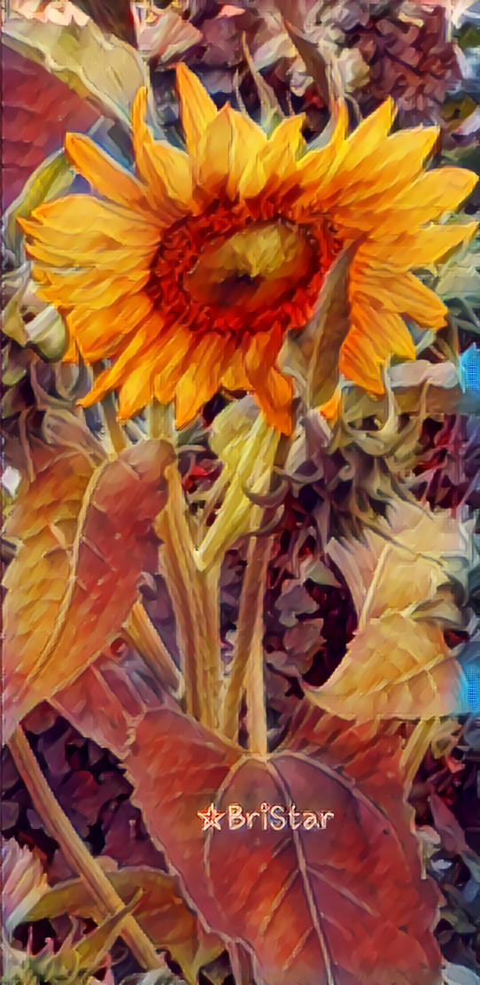 Sunflower by BriStar