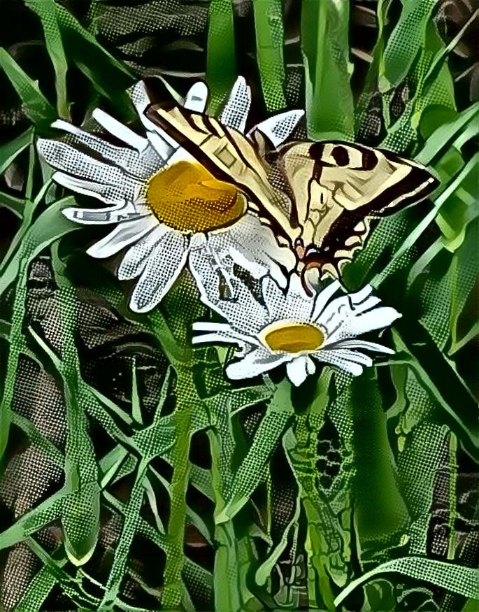 Daisy's and butterflies
