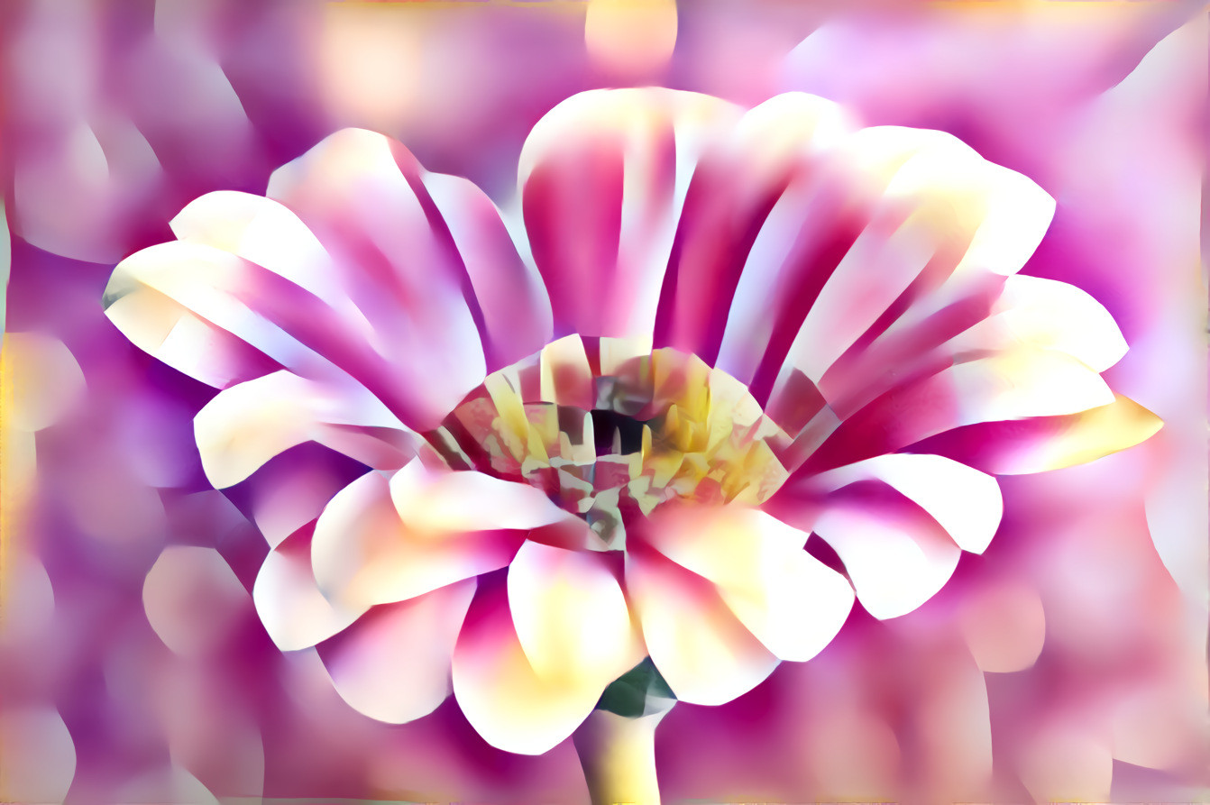 light pink gerbera daisy 