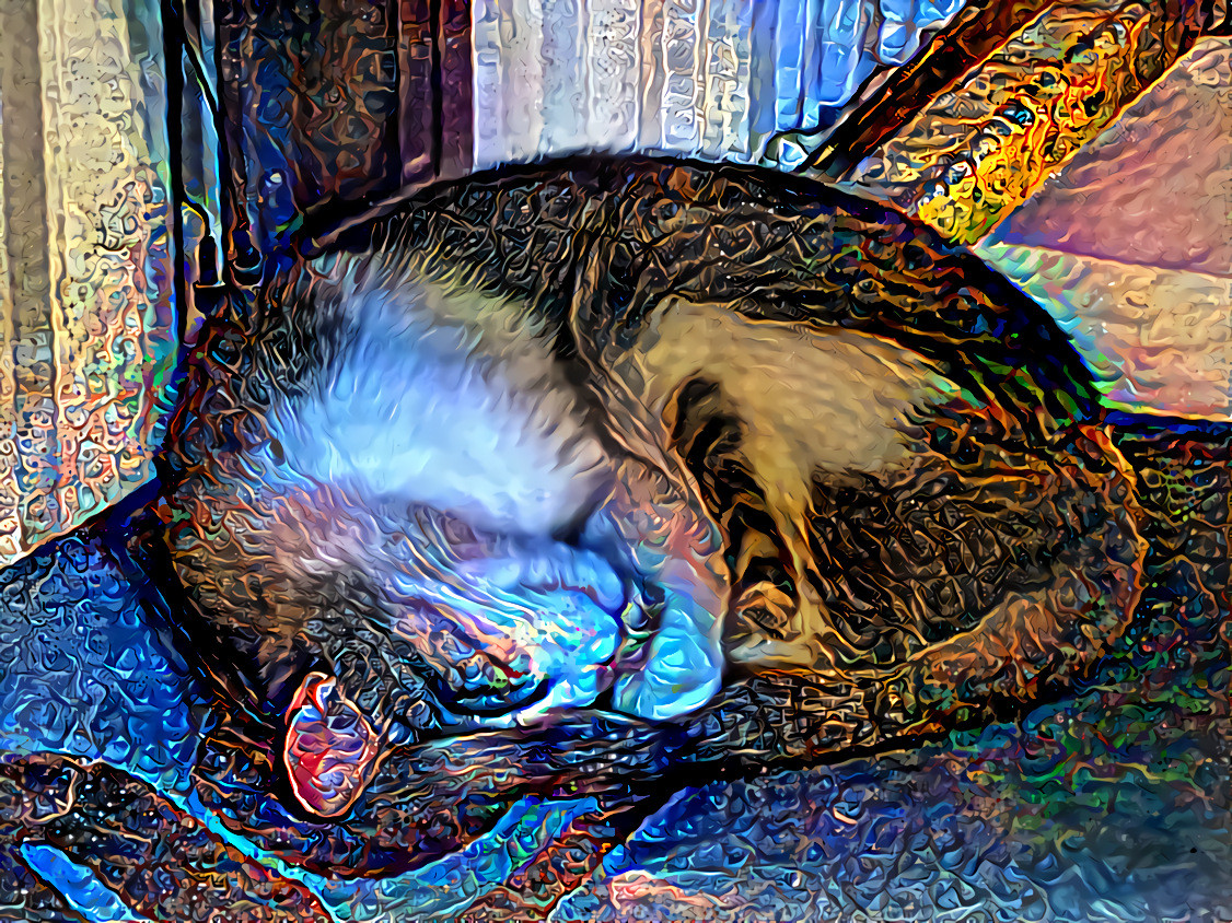 Let Sleeping Cats Lie