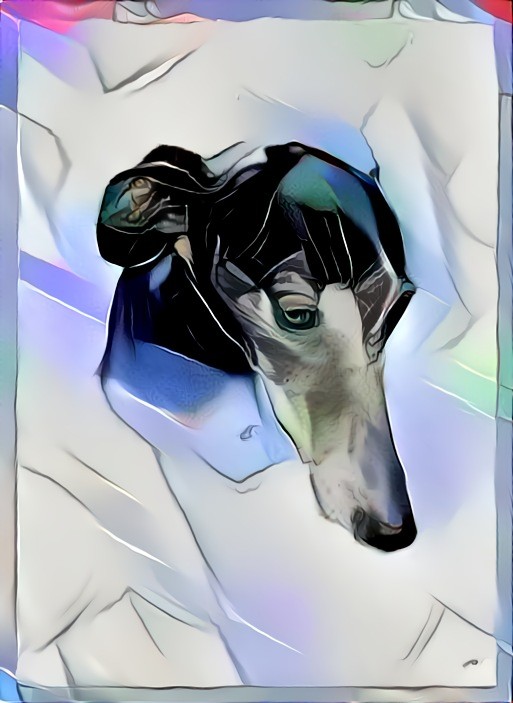 Galgo Español, Spanish Greyhound