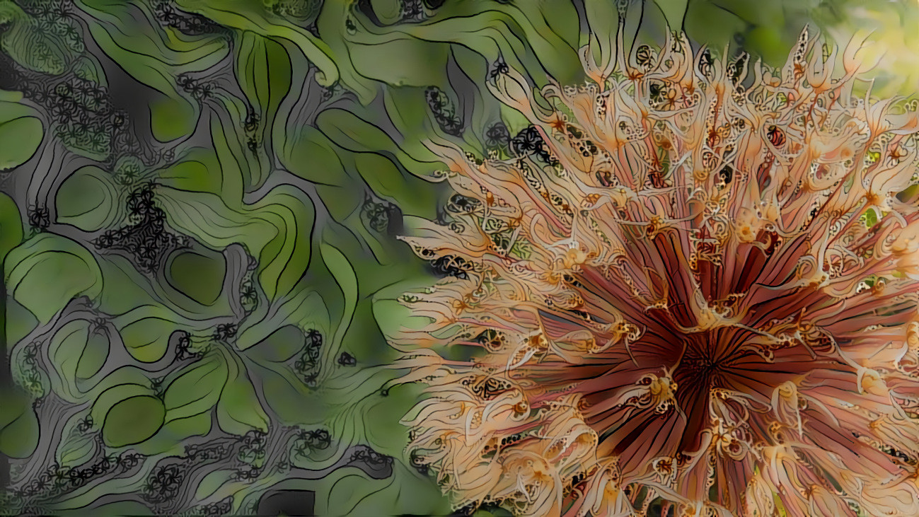 A Burst of Allium-01