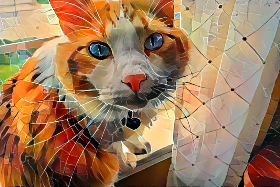 Pixabay Cat