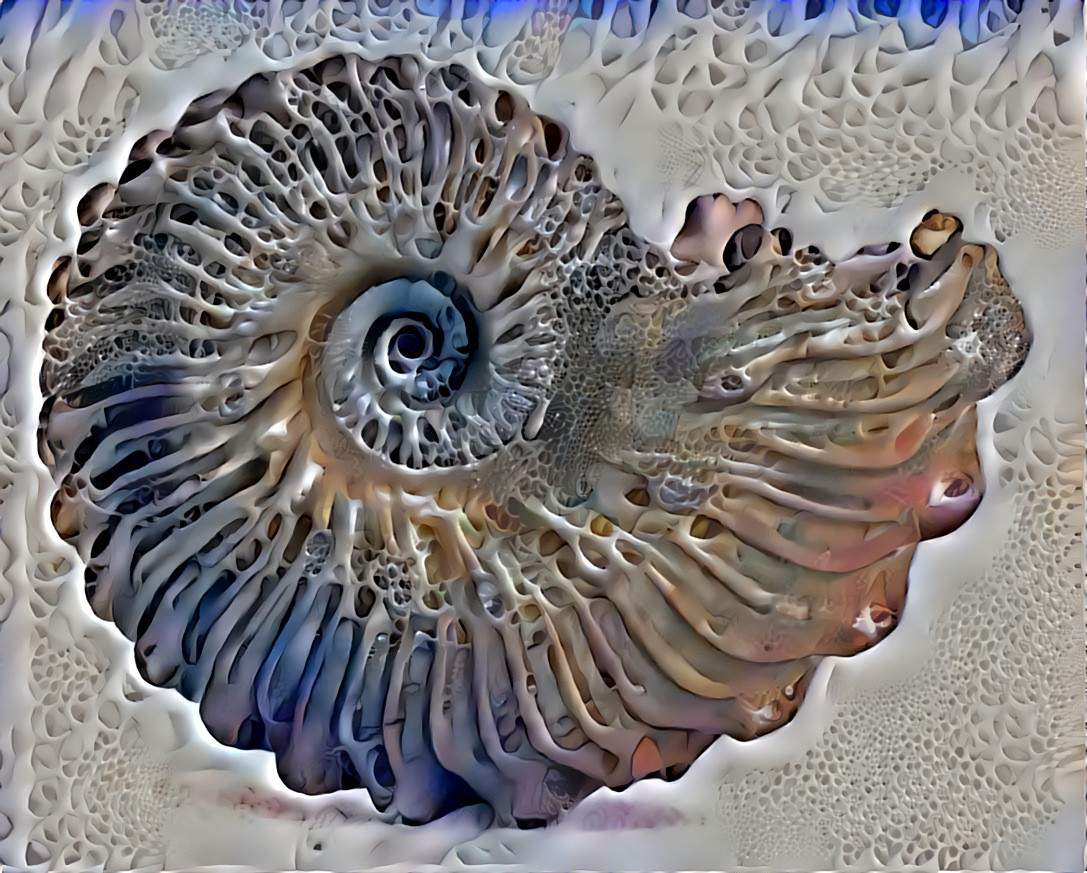 Ammonit X