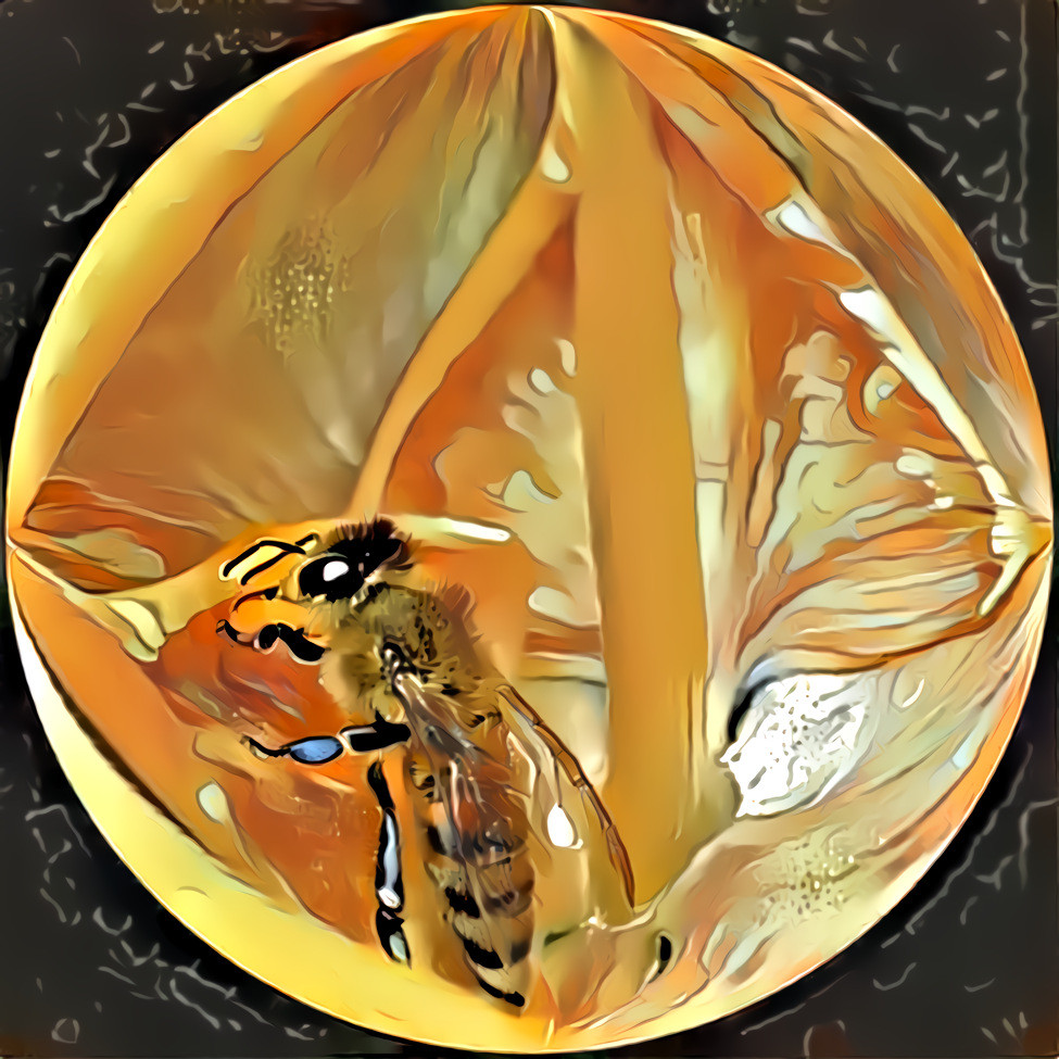 Bee on Golden Tigridia