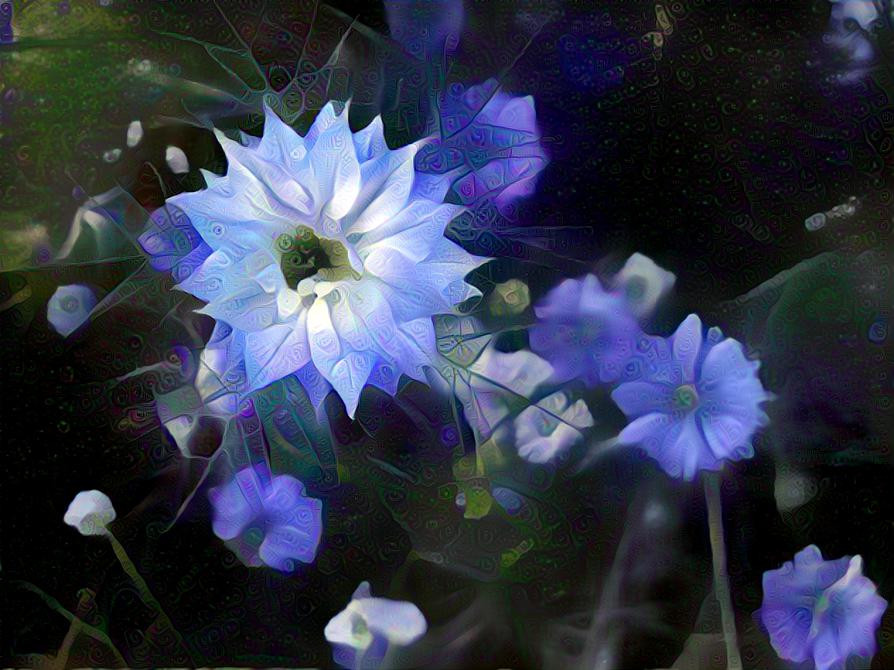 Blue Star Flower - photographer Deb Berk