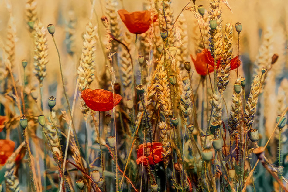 Poppies (Alexas_Fotos / px)