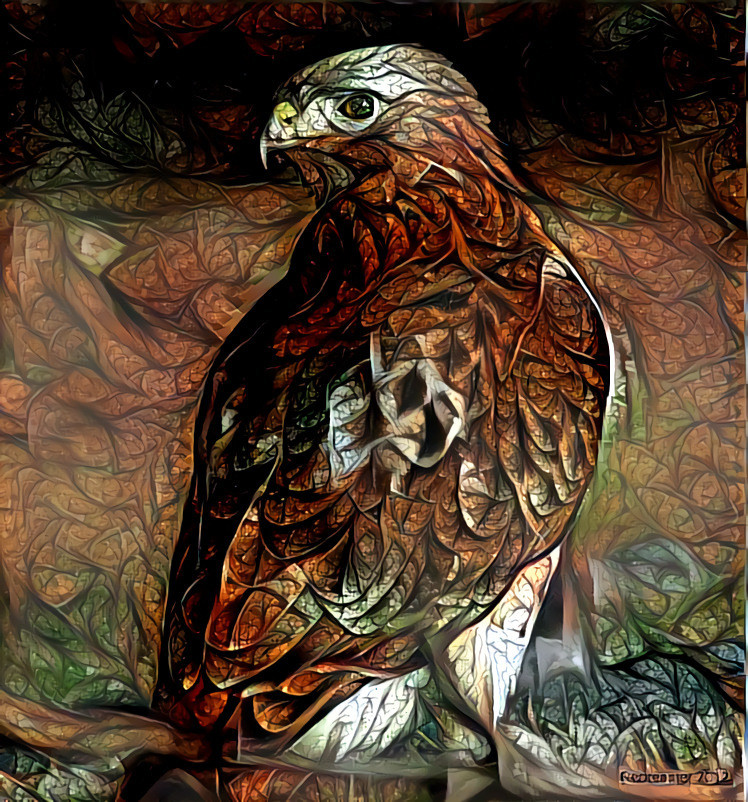 Redreaming Red Tailed Hawk