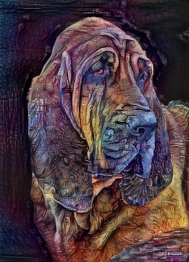My bloodhound girl Rosie