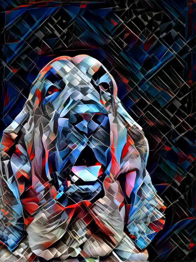 My bloodhound boy Bertie