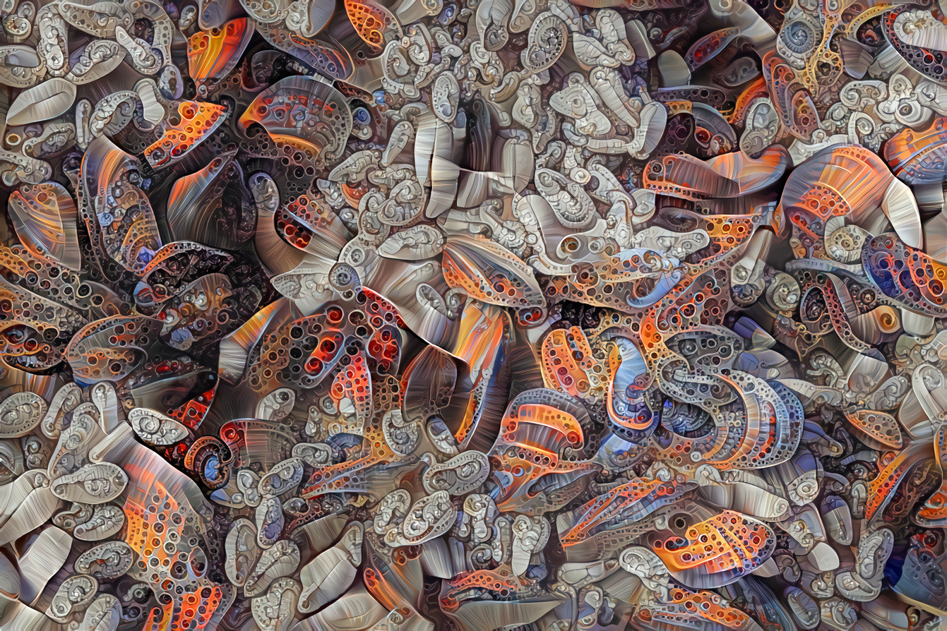Mussels and Barnacles.  Original photo by xx xx on Unsplash.