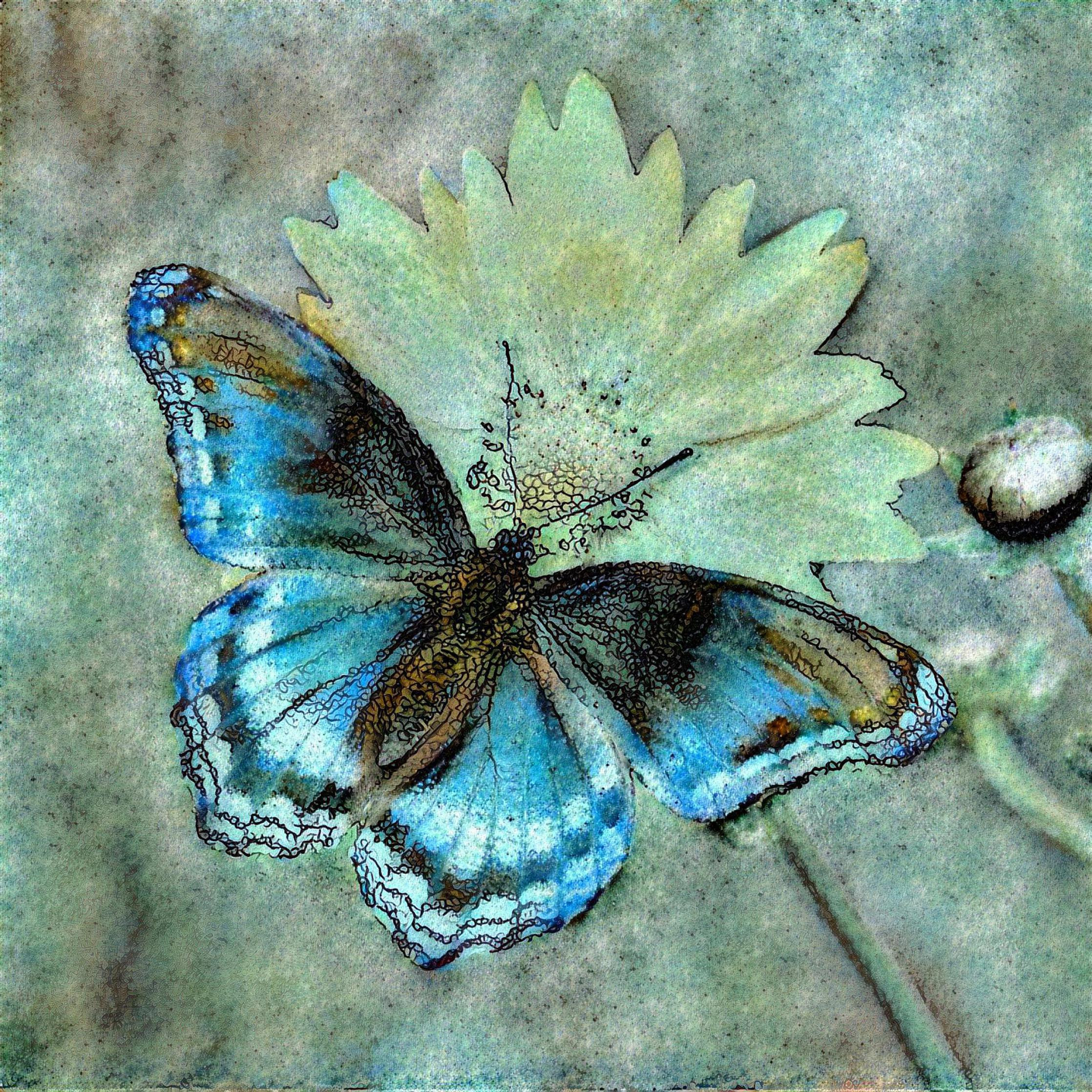Butterfly Blue on Floral
