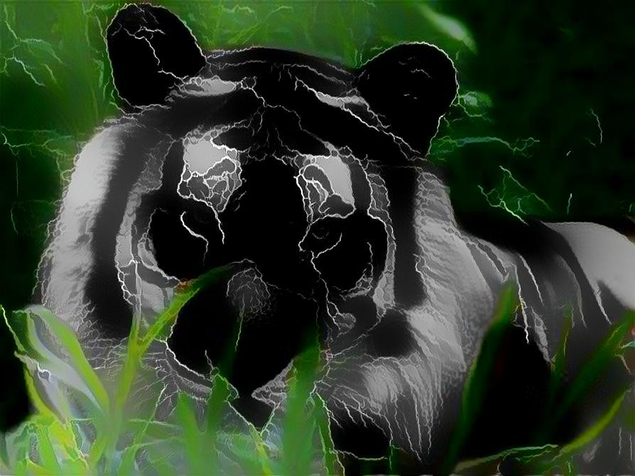Tigre Black 
