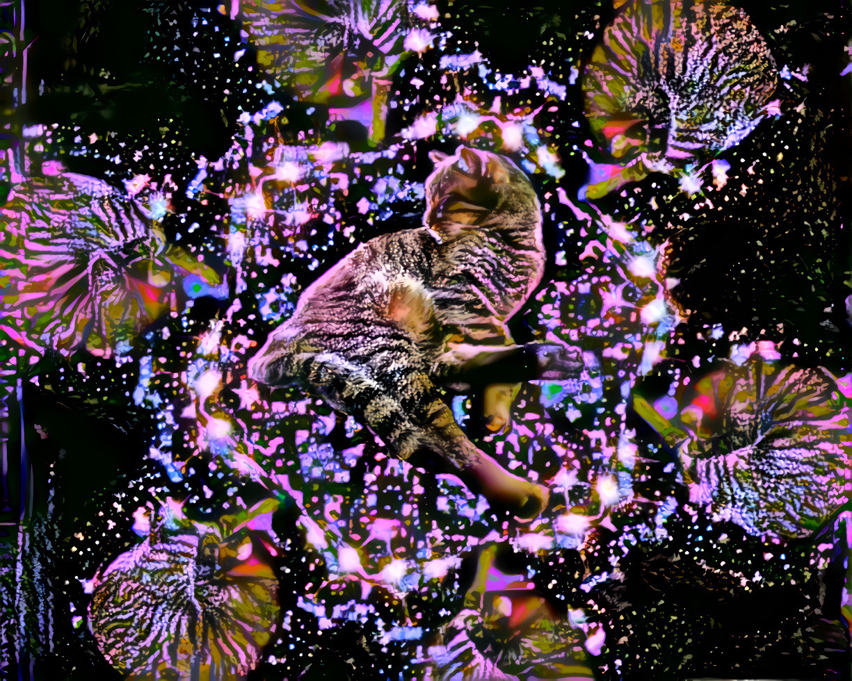 Cats in space