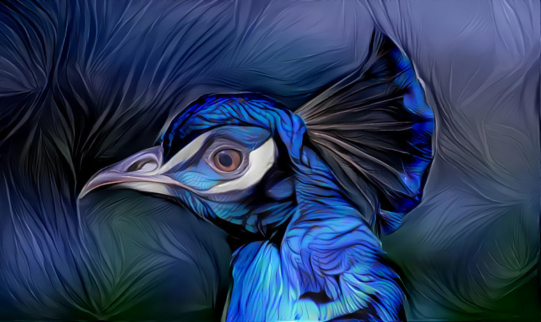 My peacock Jagadisha