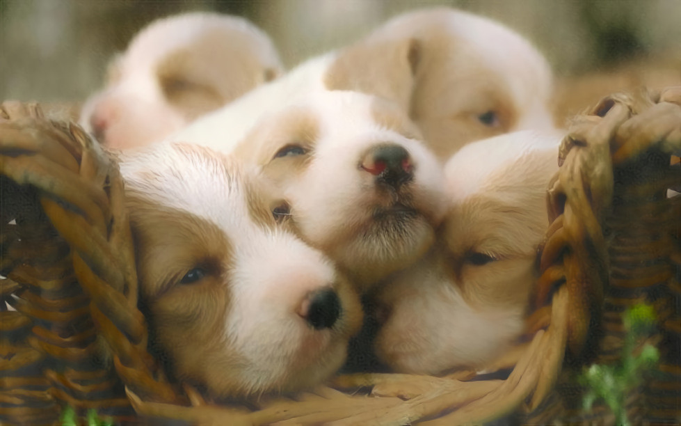 fluffffy puppies