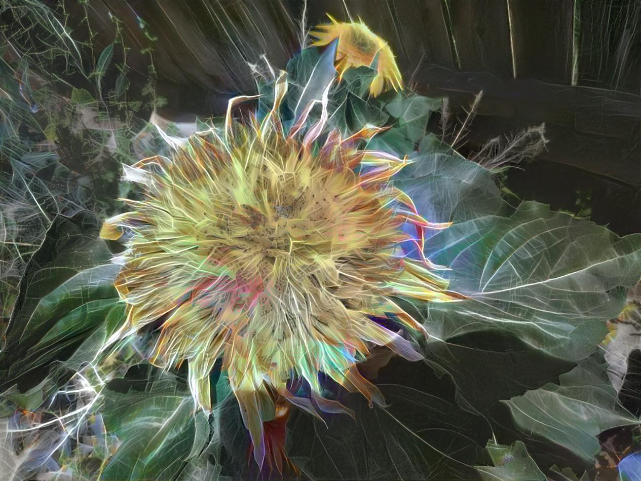 Astral sunflower