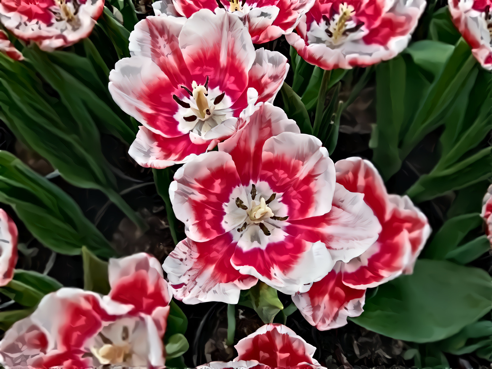 Tulips, White Red Center