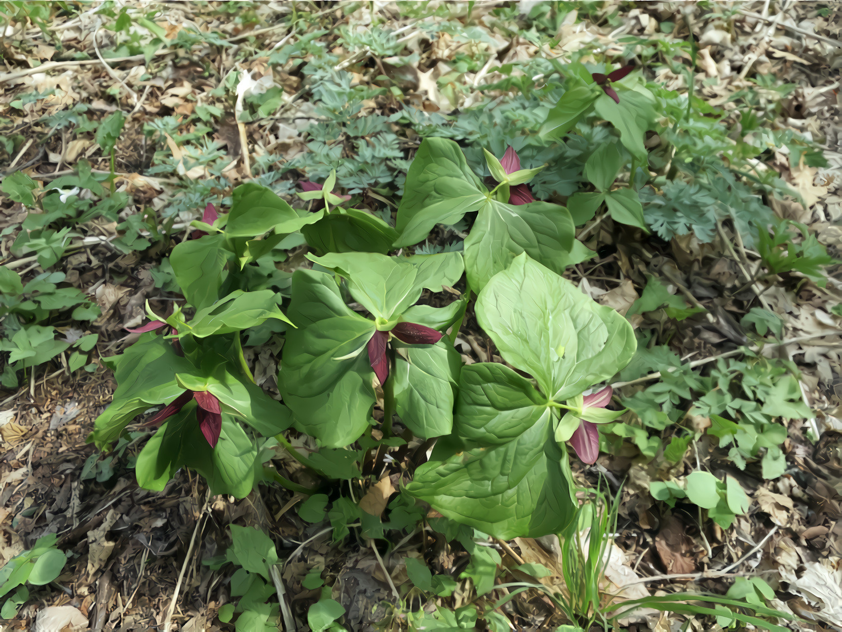 Spring Forest Flowers, Red Trillium