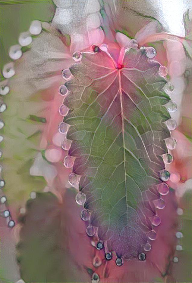 Dewdrop Leaf