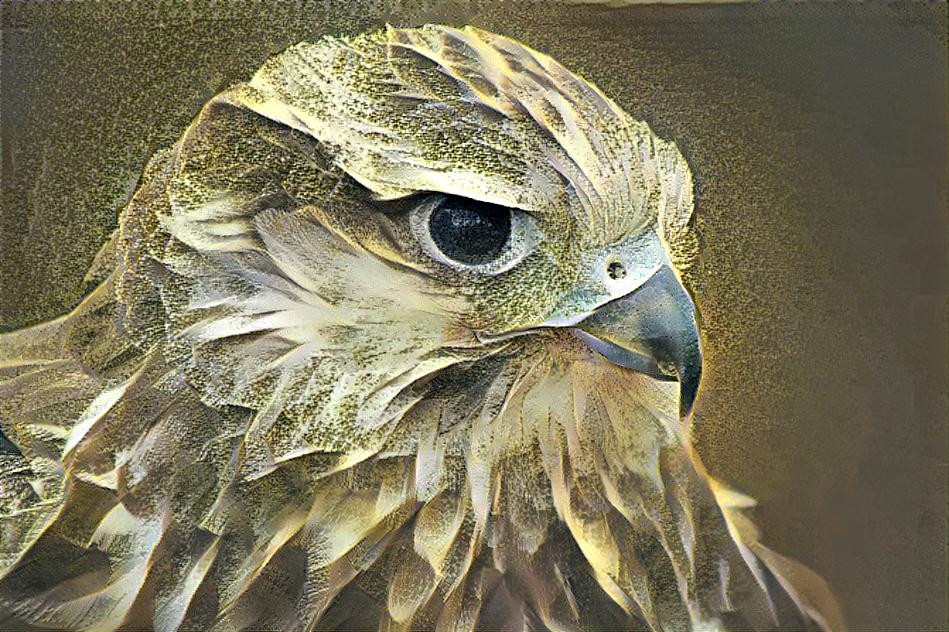 Falconry hawk