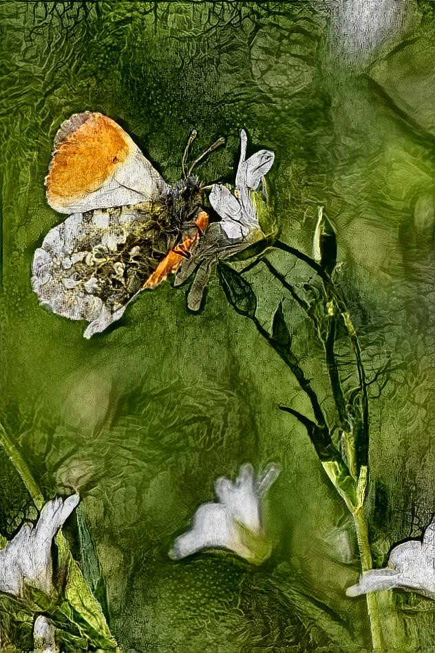 Butterfly (own photo)