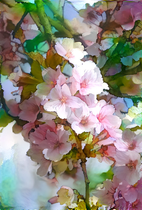 Cherry Blossoms - Photo by D Berk