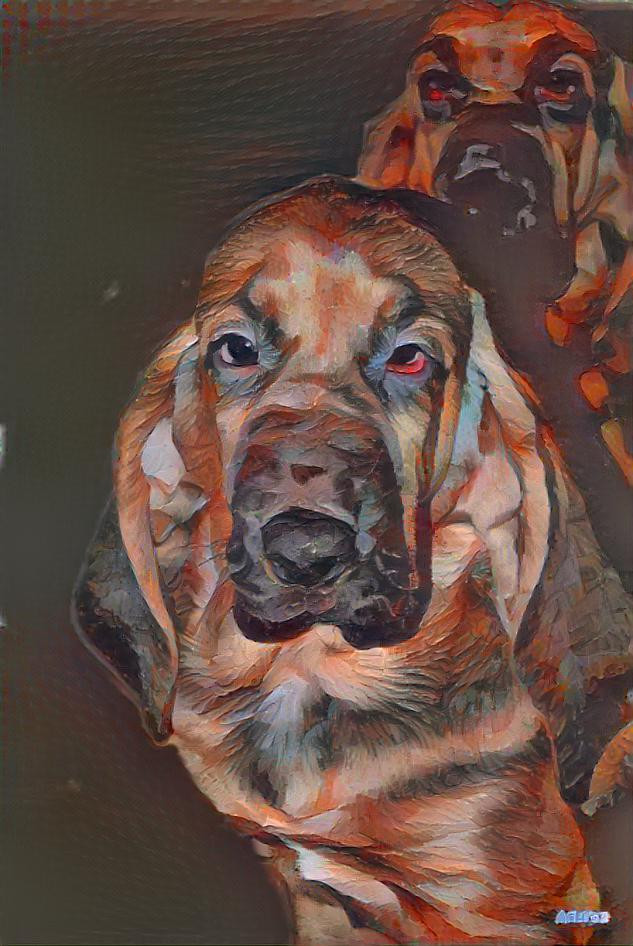 My bloodhound puppy MARCYSIA