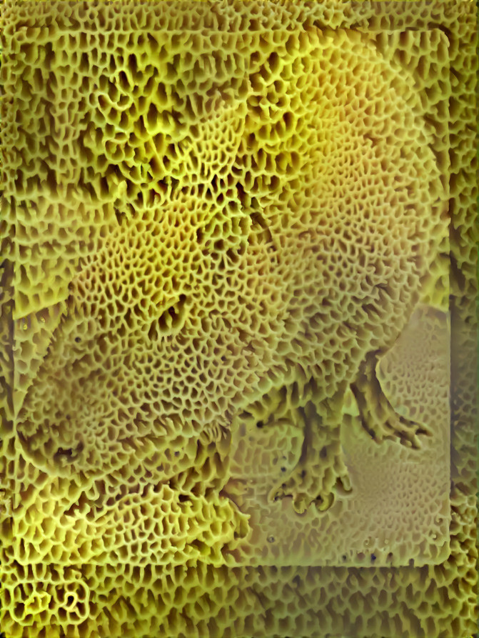 Spongebara