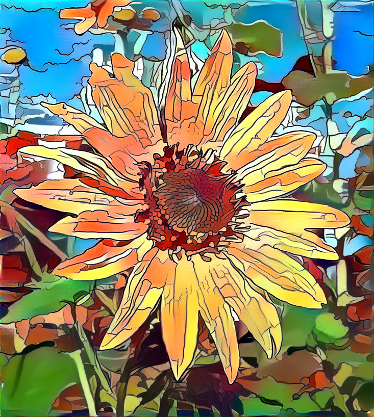 Kansas Sunflower!