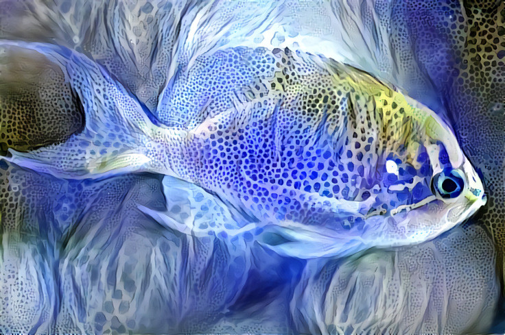 Once Colorful Now Blue Fish