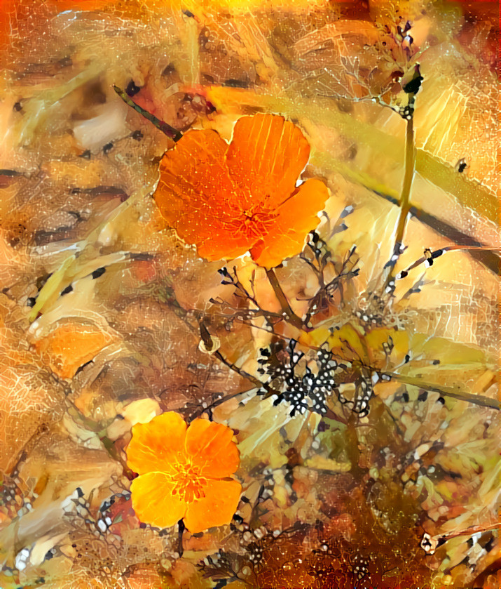 California Poppies | MedRes; 60% Scale