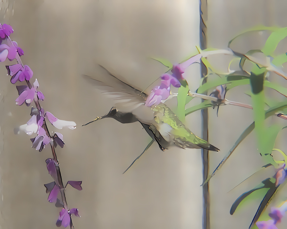 Anna’s Hummingbird.  Source is my own photo.