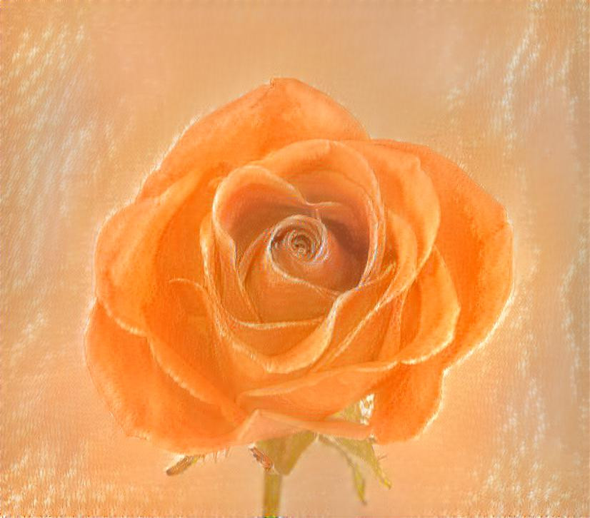 Sunbaked Rose