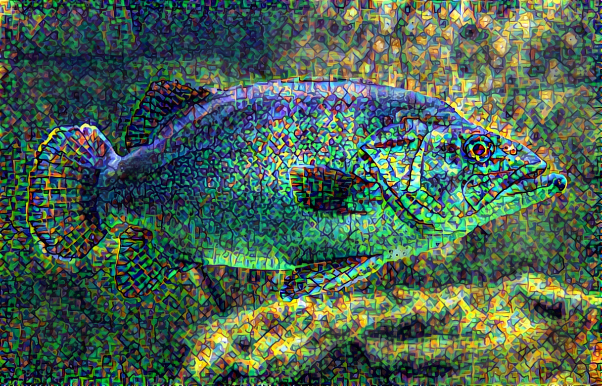 Fish-3322230 mb 3 kaleider 5