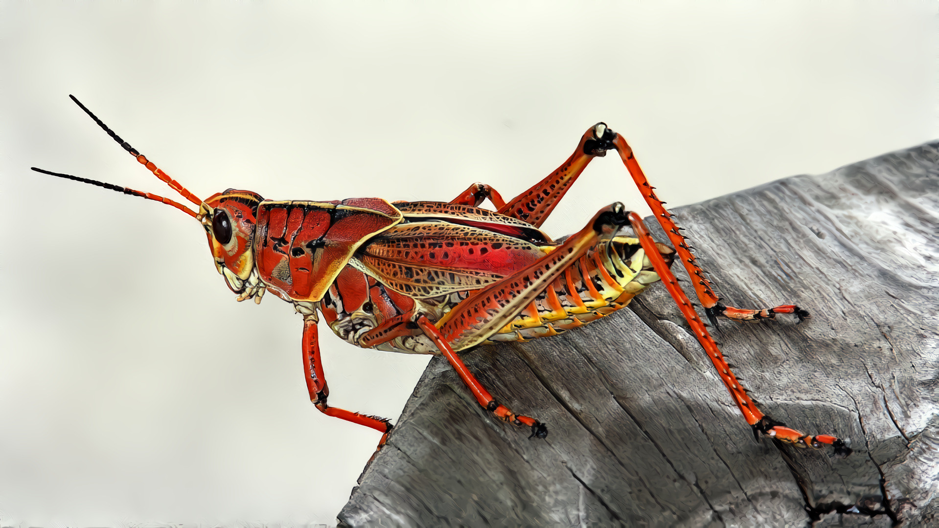 Red Yellow Grasshopper