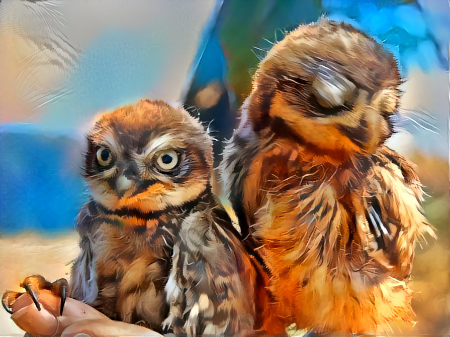 Young owls are ringed