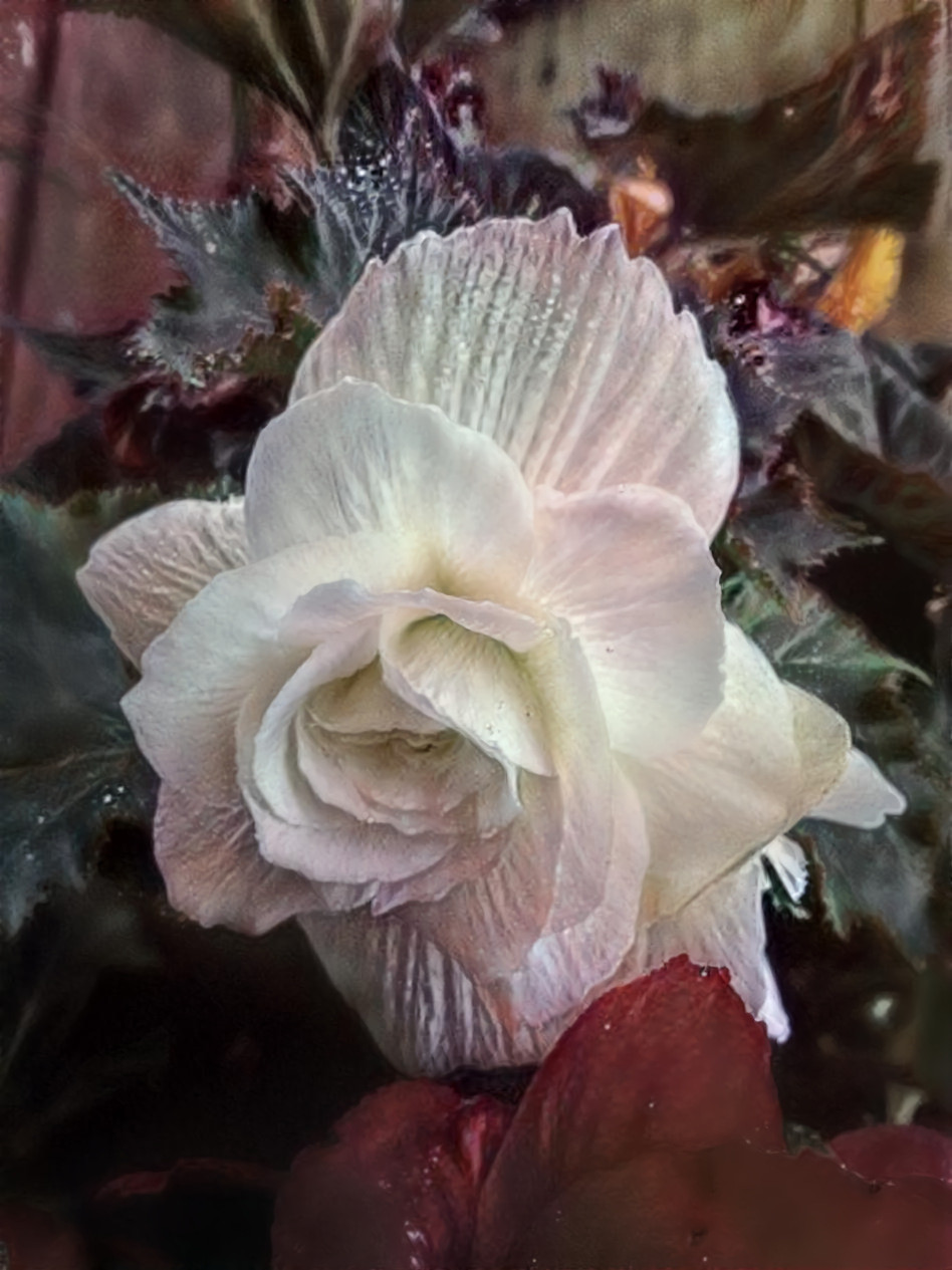 Begonia flower 