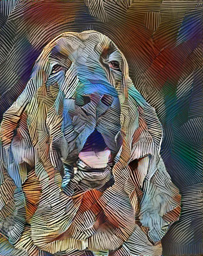 My bloodhound Bertie