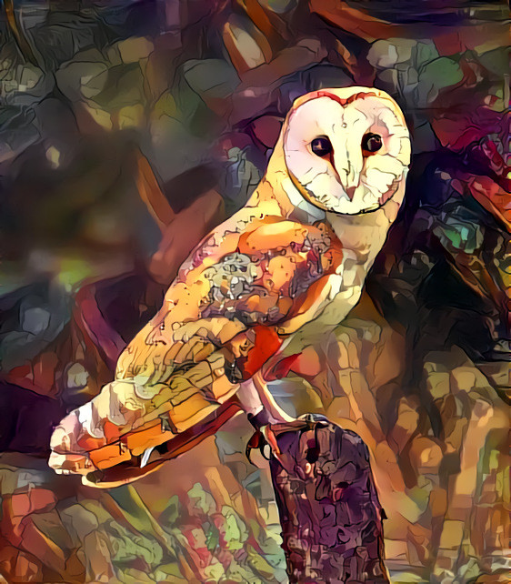 A Barn Owl + Spacelords