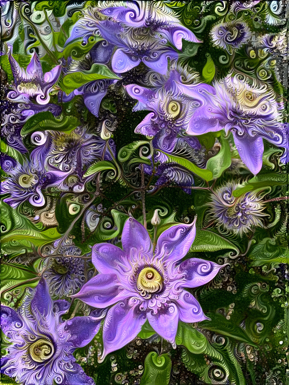 Cosmic Clematis Colors