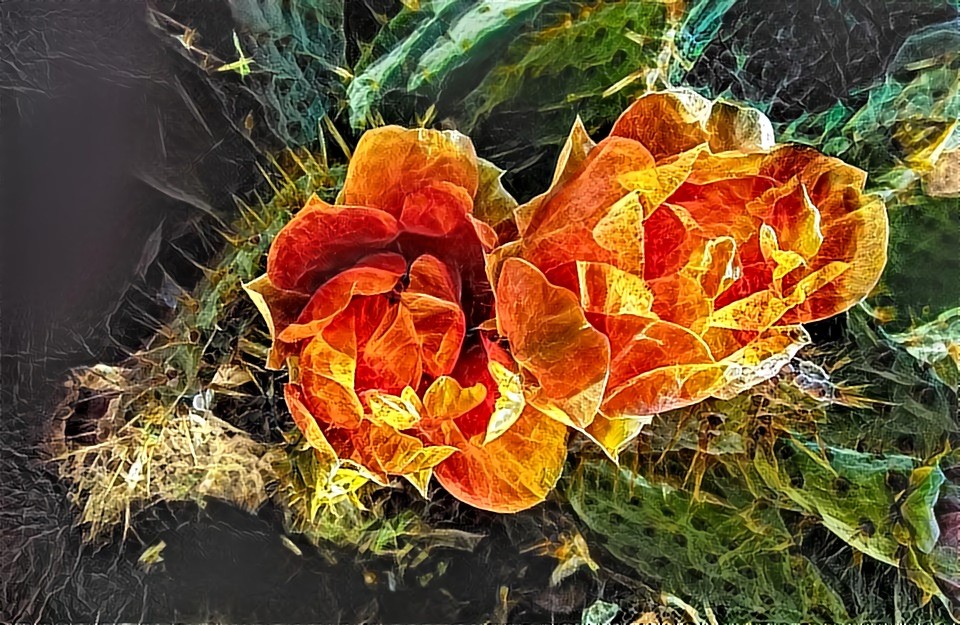 These magical cactus flowers are bright yellow upon opening, orange after a couple hours of sunshine, and then red as they close up.