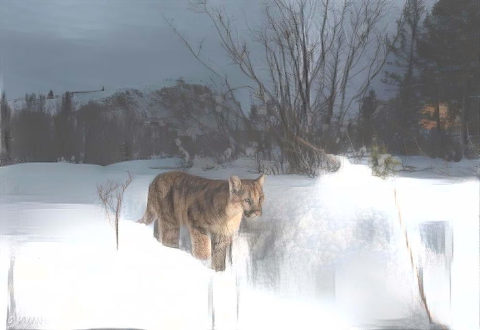 Puma in the Snow