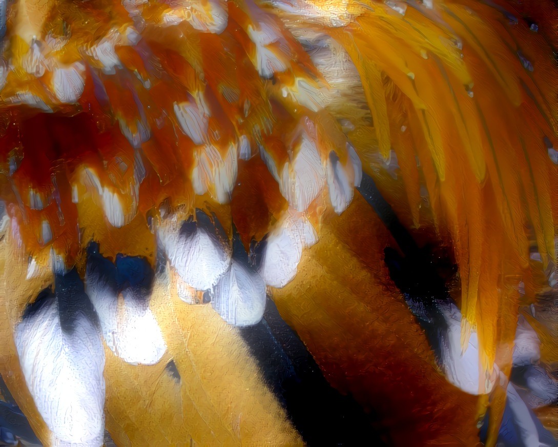 Chicken Feathers  (PS:  Dear Vincent, I hate to see you leave the DDG site.  I LOVE your work. It’s inspired and inspiring. I appreciate the respect you bring to your animal subjects, your deep understanding of them, your humor, and your amazing skill.)